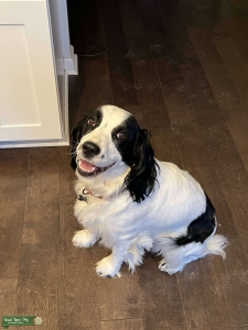 Gorgeous English Springer Spaniel looking for a stud  Listing Image