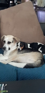 Piebald Big Daddy Listing Image