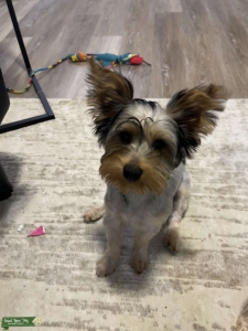 Yorkie needs mate Listing Image