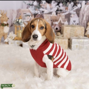 Looking for a Healthy Male Tricolored Beagle  Listing Image