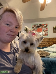 Yorkie Listing Image