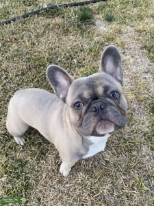 Blue Fawn w/ White Markings French Bulldog Listing Image