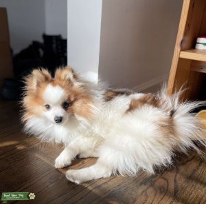 Pomeranian looking for a 1 night stand  Listing Image