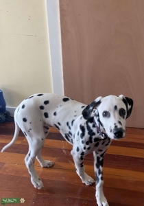Dalmatian puppy looking for future girlfriend  Listing Image
