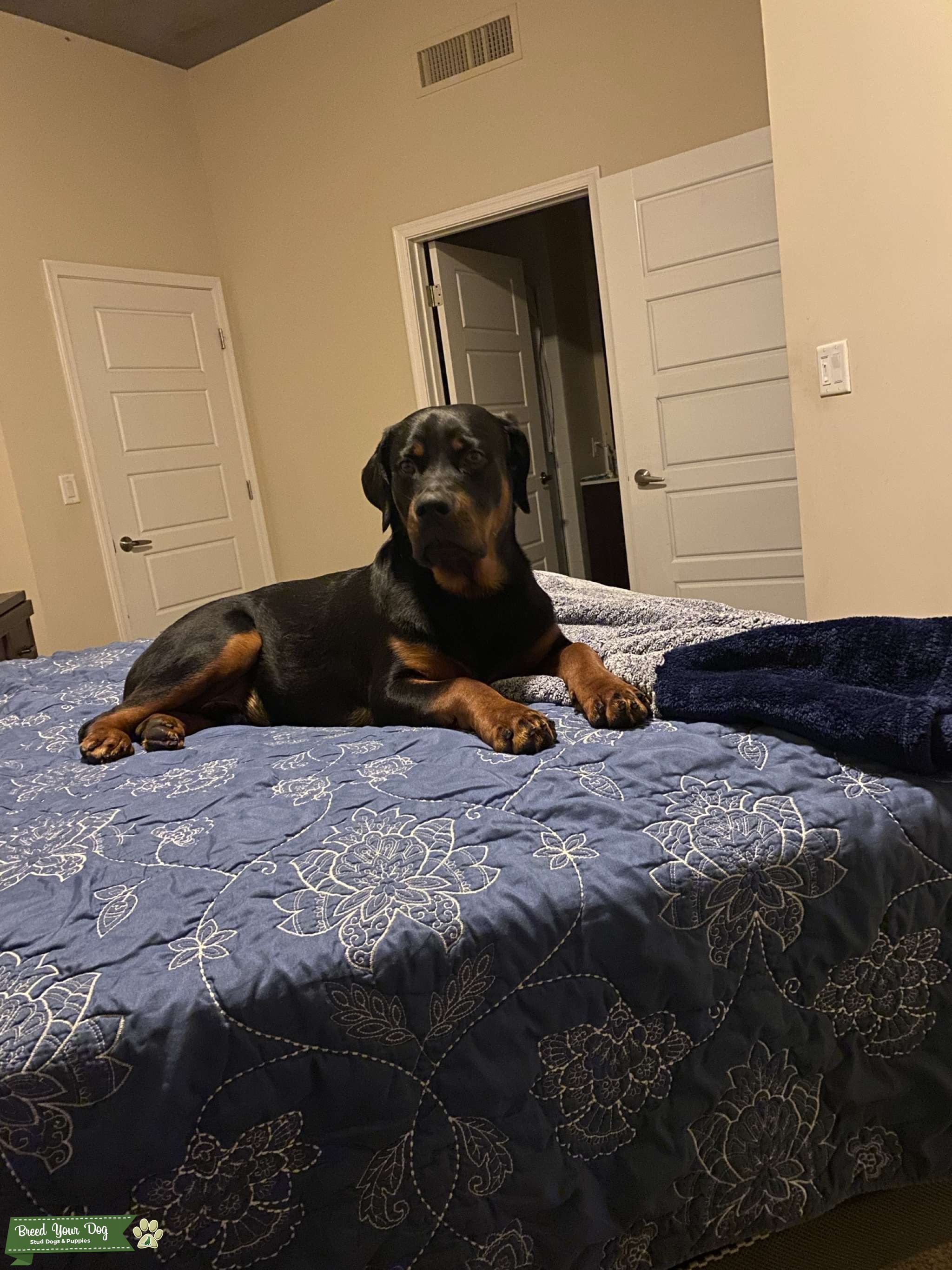 Stud Stud Dog in Los Angeles , United States Breed Your Dog