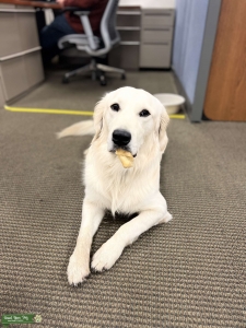 White Golden Retriever  Listing Image