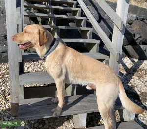 Yellow Lab ball player with experience Listing Image