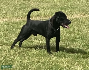 Smooth black patrerdale terrier Listing Image