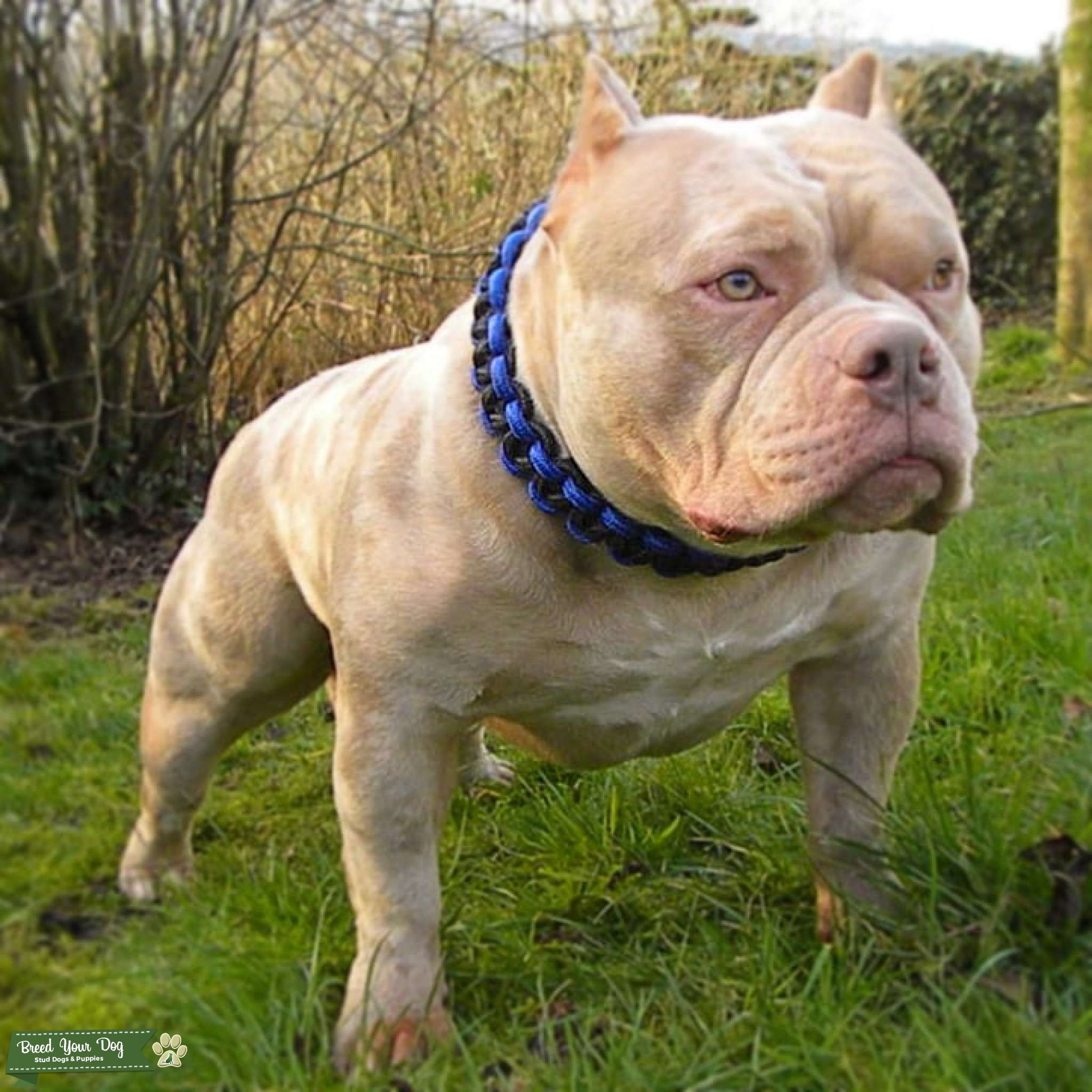 American Pocket Bully Stud Stud Dog in Blaenau Gwent, the United