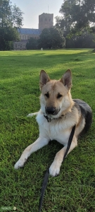 Shepherd/Husky mix male dog with great and stable character looking for ❤️  Listing Image