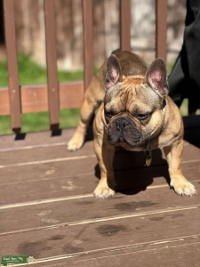 AKC Sable French Bulldog Listing Image