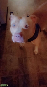 Pitbull Listing Image
