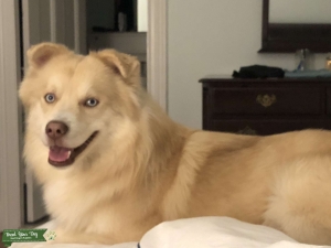 Handsome and adorable Pomsky stud Listing Image