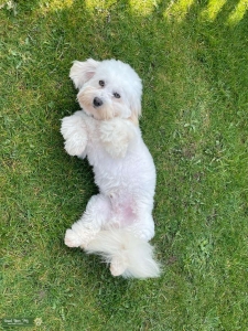 KC HEALTH TESTED COTON DE TULEAR STUD Listing Image