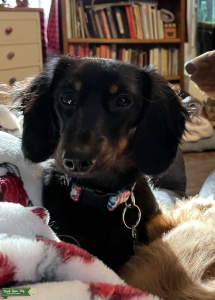 Miniature Long haired Dachshund  Listing Image