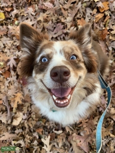 Red merle Australian Shepherd  Listing Image