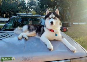 Wooly coat Purebred husky Listing Image
