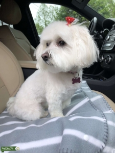 Looking for a stud dog Listing Image