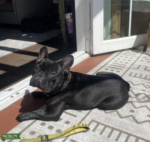 AKC Registered 11mo old Male French Listing Image
