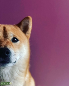 Red Sesame Shiba Inu Listing Image