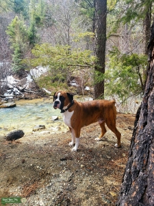 Boxer Listing Image