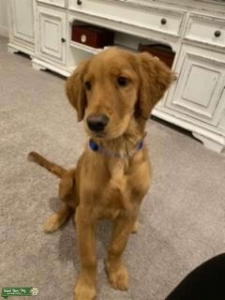 Golden retriever Listing Image