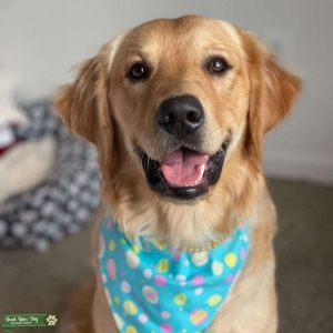 Male Golden Retriever Stud  Listing Image