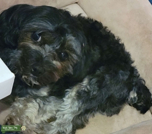 Black Yorkie mix female Listing Image