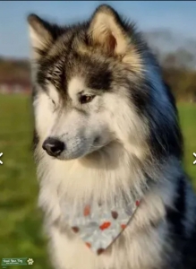 Alaskan Malamute Stud Listing Image