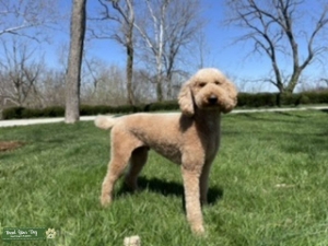 AKC Red Standard Poodle Listing Image