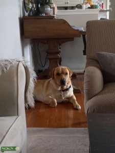 English Labrador Retriever 3 yo Male Listing Image