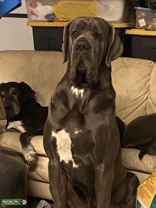 European Great Dane Stud Listing Image