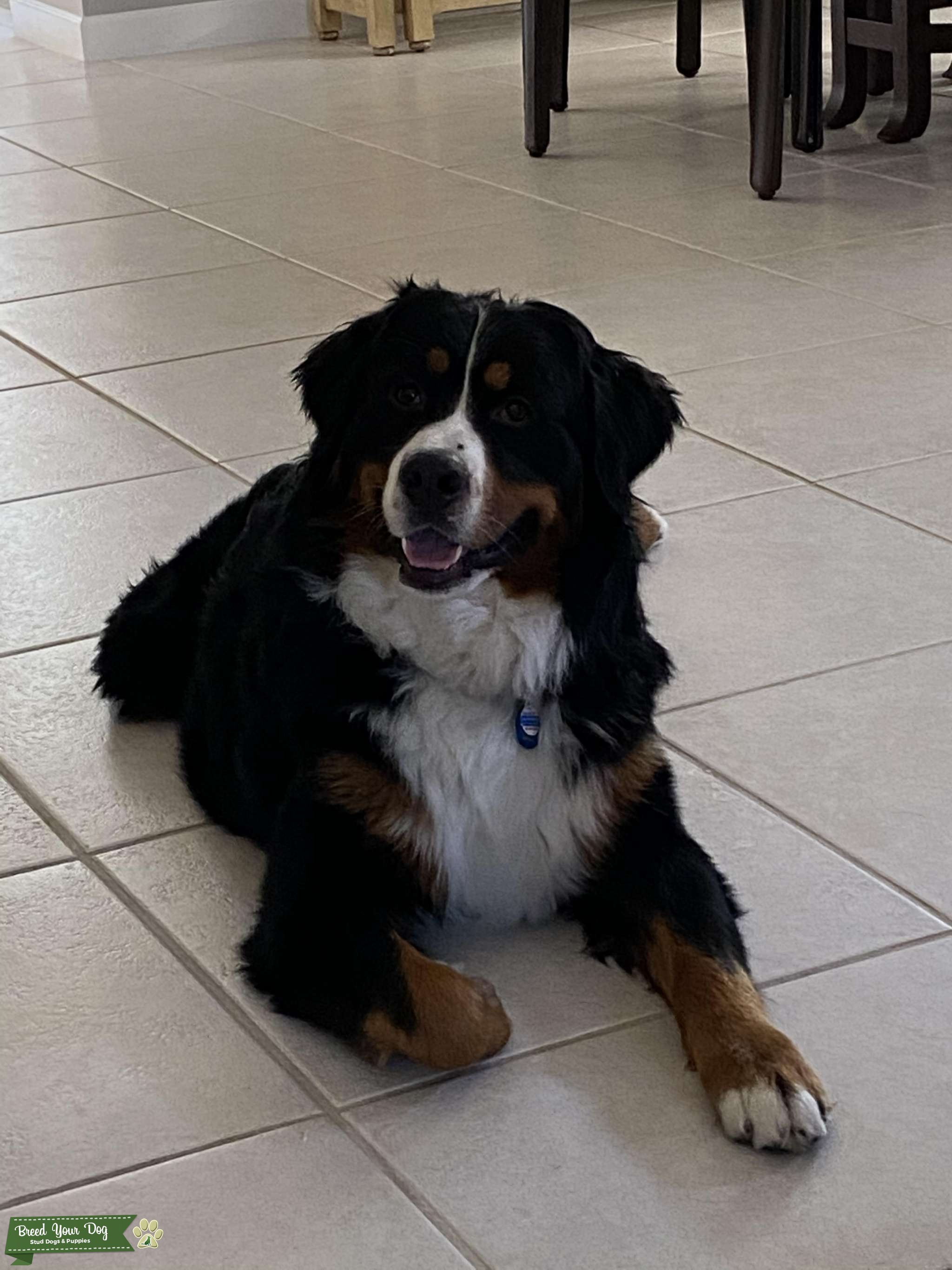 Bernese Mountain Dog Stud Dog in Florida, the United States Breed