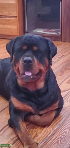 Champion Rottweiler Stud Listing Image