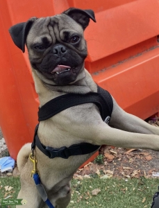 Pug ( purebred no papers) Listing Image