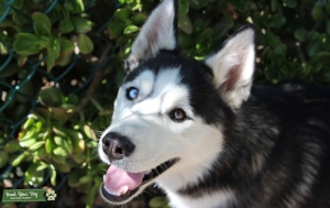 Black & White Bi-Eyed Husky Listing Image