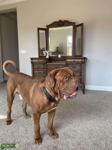 French Mastiff Stud Listing Image