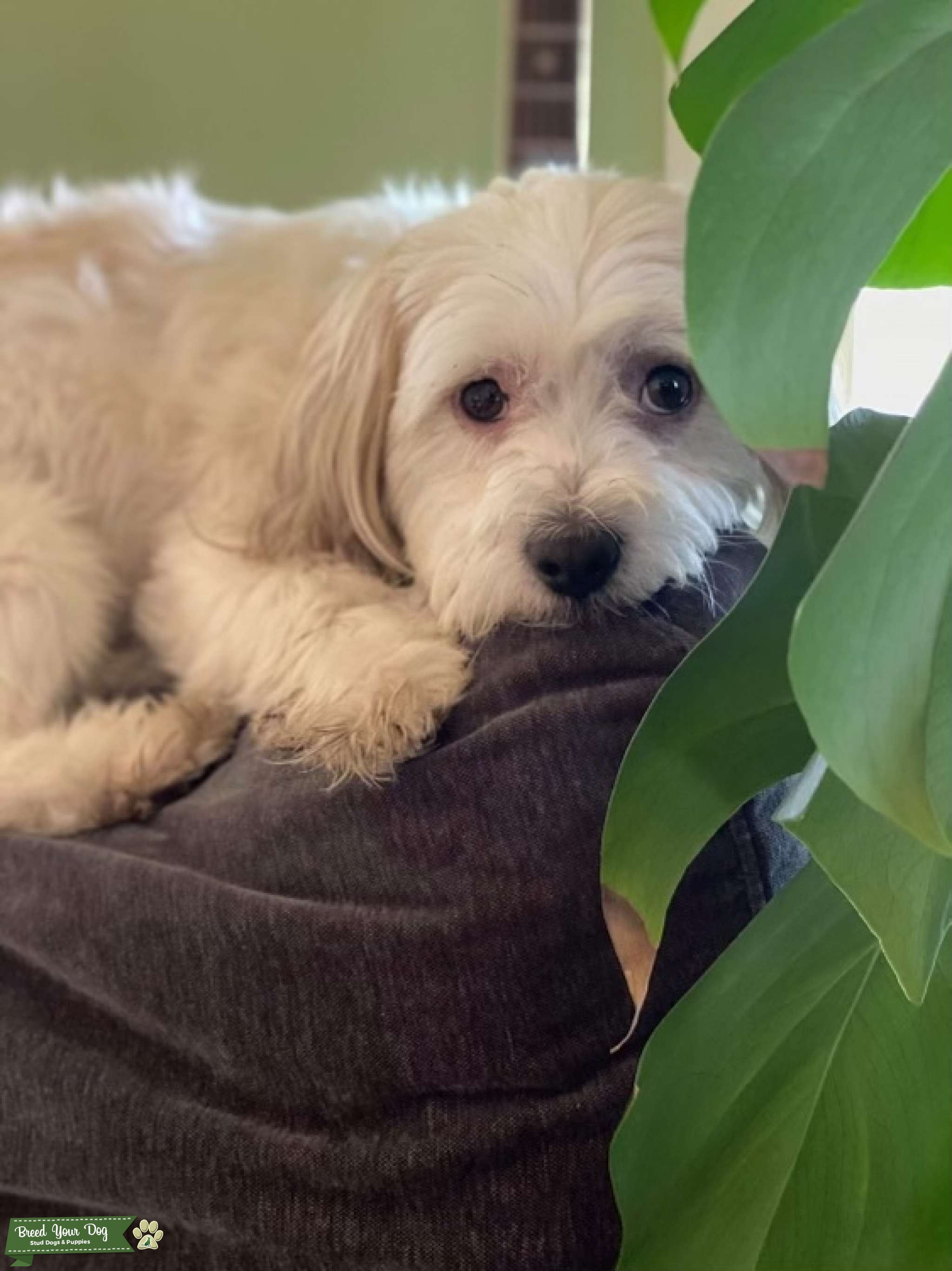 Maltese x Jack Russell Stud Dog in Victoria , the United States Breed Your Dog