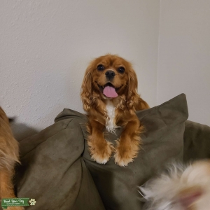 Ruby Cavalier King Charles Spaniel Listing Image