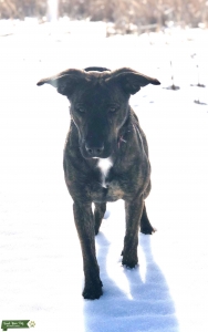 Beautiful Sweet Presa X  Listing Image