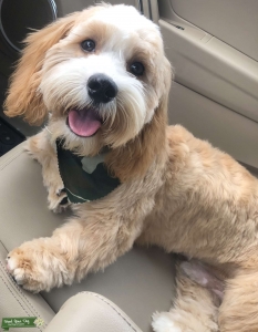 Cavachon Listing Image