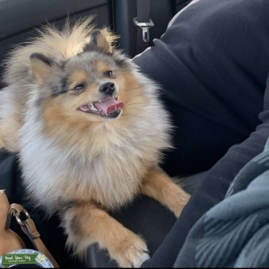 Pomeranian Stud Listing Image