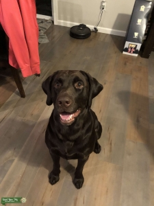 Chocolate Lab Listing Image