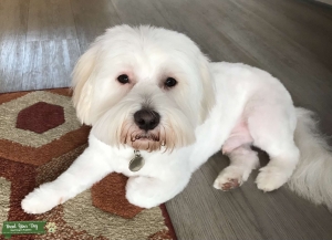 Coton De Tulear stud Listing Image