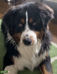 Australian Shepherd Listing Image