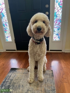 Apricot Goldendoodle Listing Image