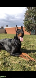 Stud European Doberman  Listing Image