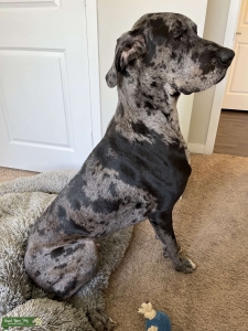 Merle Great Dane  Listing Image