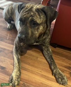 Charming Male presa -Registered   Listing Image