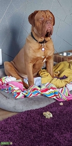 My big boy ready to stud Listing Image